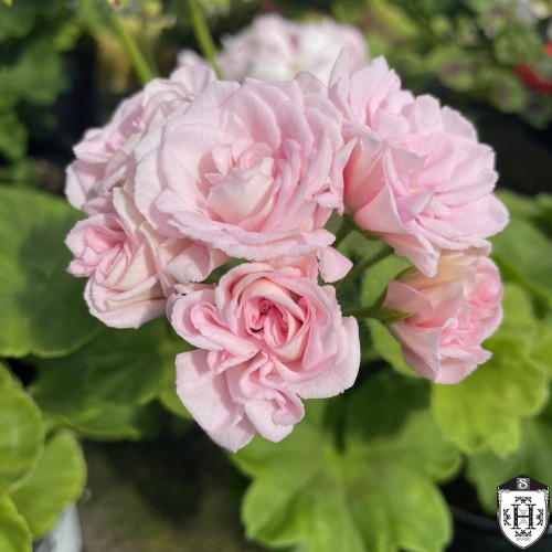 Pelargonium 'Millfield Rose' - Pelargoon 'Millfield Rose' P9/0,55L